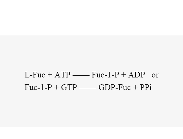 L-fucokinase/GDP-fucose pyrophos phorylase (FKP)