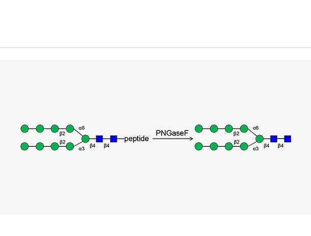 PNGase F
