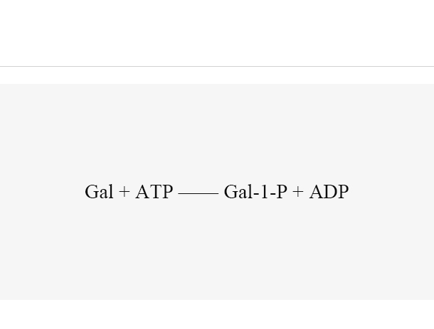 Galactokinase (BiGalK)