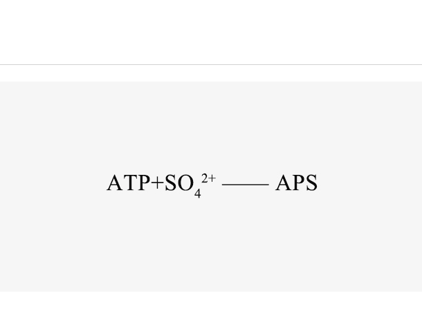 ATP-Sulfurylase (AnSAT)