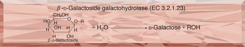 β-GALACTOSIDASE from Escherichia coli