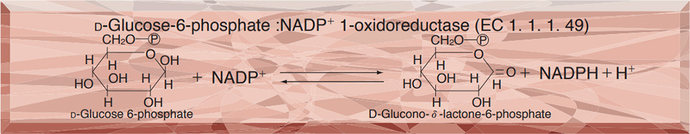 GLUCOSE-6-PHOSPHATE DEHYDROGENASE from Leuconostoc mesenteroides
