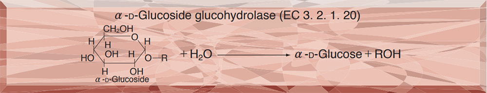 α-GLUCOSIDASE(MALTASE) from Microorganism