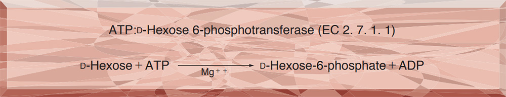 HEXOKINASE from Microorganism